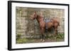 Italy, Sardinia, Santu Lussurgiu. a Horse Waiting for it's Rider at the Carrela E Nanti Festival-Alida Latham-Framed Photographic Print