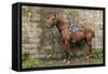 Italy, Sardinia, Santu Lussurgiu. a Horse Waiting for it's Rider at the Carrela E Nanti Festival-Alida Latham-Framed Stretched Canvas