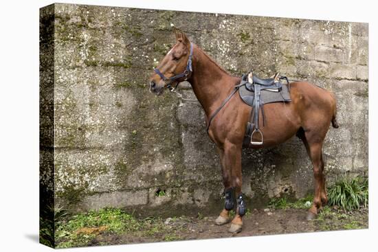 Italy, Sardinia, Santu Lussurgiu. a Horse Waiting for it's Rider at the Carrela E Nanti Festival-Alida Latham-Stretched Canvas