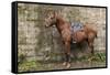 Italy, Sardinia, Santu Lussurgiu. a Horse Waiting for it's Rider at the Carrela E Nanti Festival-Alida Latham-Framed Stretched Canvas