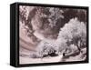Italy, Sicily, Agrigento. Trees on the grounds of ancient Agrigento-Terry Eggers-Framed Stretched Canvas
