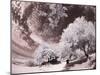 Italy, Sicily, Agrigento. Trees on the grounds of ancient Agrigento-Terry Eggers-Mounted Photographic Print