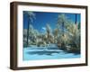 Italy, Sicily, Palermo. Palm trees in the garden Bonanno Palermo-Terry Eggers-Framed Photographic Print