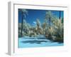 Italy, Sicily, Palermo. Palm trees in the garden Bonanno Palermo-Terry Eggers-Framed Photographic Print