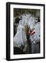 Italy, Sicily Region, Enna, Holy Week Celebration, Good Friday Procession-null-Framed Giclee Print