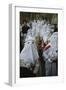 Italy, Sicily Region, Enna, Holy Week Celebration, Good Friday Procession-null-Framed Giclee Print