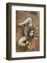 Italy, Sicily, Taormina, ceramic woman with lemons on wall.-Merrill Images-Framed Photographic Print