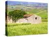 Italy, Sicily, Trapani. Alcamo countryside-Terry Eggers-Stretched Canvas