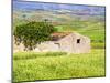 Italy, Sicily, Trapani. Alcamo countryside-Terry Eggers-Mounted Photographic Print