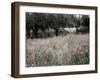 Italy, Sicily, Trapani. Poppies, olive groves and vineyards in spring-Terry Eggers-Framed Photographic Print