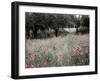 Italy, Sicily, Trapani. Poppies, olive groves and vineyards in spring-Terry Eggers-Framed Photographic Print