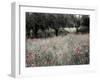 Italy, Sicily, Trapani. Poppies, olive groves and vineyards in spring-Terry Eggers-Framed Photographic Print