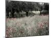 Italy, Sicily, Trapani. Poppies, olive groves and vineyards in spring-Terry Eggers-Mounted Photographic Print