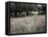 Italy, Sicily, Trapani. Poppies, olive groves and vineyards in spring-Terry Eggers-Framed Stretched Canvas