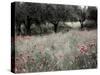 Italy, Sicily, Trapani. Poppies, olive groves and vineyards in spring-Terry Eggers-Stretched Canvas