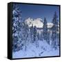 Italy, South Tyrol, Alto Adige, Monte Cristallo, Snow, Spruces-Rainer Mirau-Framed Stretched Canvas