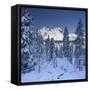 Italy, South Tyrol, Alto Adige, Monte Cristallo, Snow, Spruces-Rainer Mirau-Framed Stretched Canvas