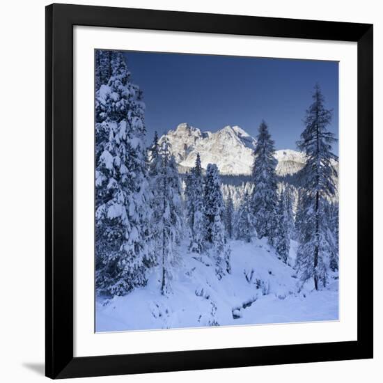 Italy, South Tyrol, Alto Adige, Monte Cristallo, Snow, Spruces-Rainer Mirau-Framed Photographic Print