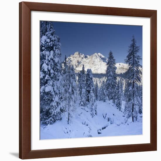 Italy, South Tyrol, Alto Adige, Monte Cristallo, Snow, Spruces-Rainer Mirau-Framed Photographic Print