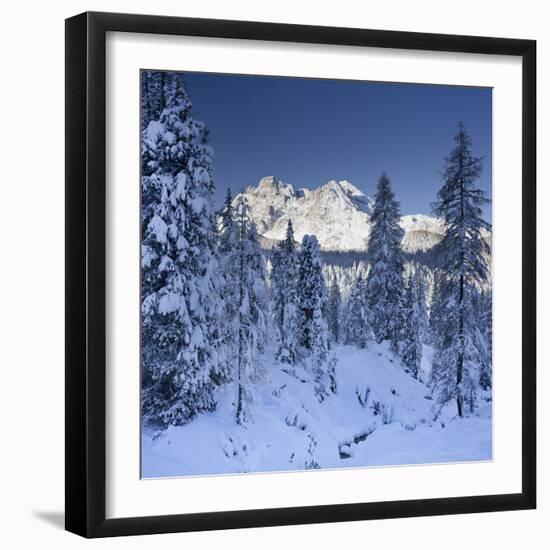 Italy, South Tyrol, Alto Adige, Monte Cristallo, Snow, Spruces-Rainer Mirau-Framed Photographic Print