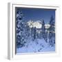 Italy, South Tyrol, Alto Adige, Monte Cristallo, Snow, Spruces-Rainer Mirau-Framed Photographic Print