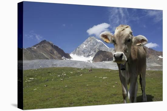 Italy, Stelvio, Cattle of the Bruna Alpina Breed-Michele Molinari-Stretched Canvas