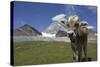 Italy, Stelvio, Cattle of the Bruna Alpina Breed-Michele Molinari-Stretched Canvas