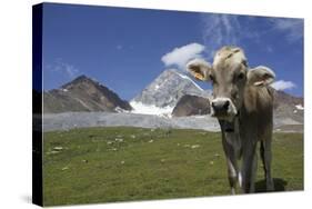 Italy, Stelvio, Cattle of the Bruna Alpina Breed-Michele Molinari-Stretched Canvas