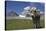 Italy, Stelvio, Cattle of the Bruna Alpina Breed-Michele Molinari-Stretched Canvas