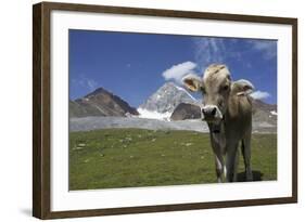Italy, Stelvio, Cattle of the Bruna Alpina Breed-Michele Molinari-Framed Photographic Print