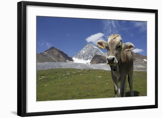 Italy, Stelvio, Cattle of the Bruna Alpina Breed-Michele Molinari-Framed Photographic Print