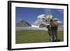 Italy, Stelvio, Cattle of the Bruna Alpina Breed-Michele Molinari-Framed Photographic Print
