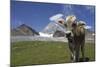 Italy, Stelvio, Cattle of the Bruna Alpina Breed-Michele Molinari-Mounted Photographic Print
