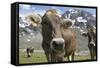 Italy, Stelvio, Cattle of the Bruna Alpina or 'Alpine Brown' Breed-Michele Molinari-Framed Stretched Canvas