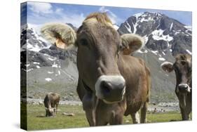 Italy, Stelvio, Cattle of the Bruna Alpina or 'Alpine Brown' Breed-Michele Molinari-Stretched Canvas