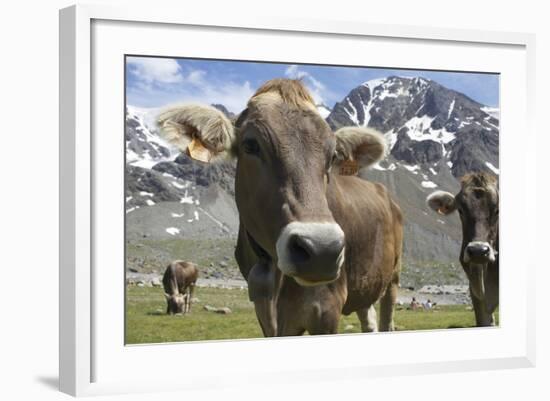Italy, Stelvio, Cattle of the Bruna Alpina or 'Alpine Brown' Breed-Michele Molinari-Framed Photographic Print