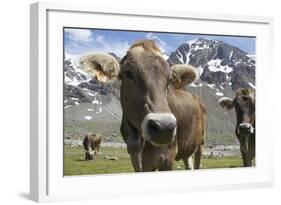 Italy, Stelvio, Cattle of the Bruna Alpina or 'Alpine Brown' Breed-Michele Molinari-Framed Photographic Print