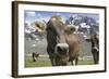 Italy, Stelvio, Cattle of the Bruna Alpina or 'Alpine Brown' Breed-Michele Molinari-Framed Photographic Print