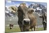 Italy, Stelvio, Cattle of the Bruna Alpina or 'Alpine Brown' Breed-Michele Molinari-Mounted Photographic Print