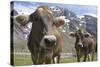 Italy, Stelvio, Cattle of the Bruna Alpina or 'Alpine Brown' Breed-Michele Molinari-Stretched Canvas