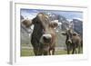 Italy, Stelvio, Cattle of the Bruna Alpina or 'Alpine Brown' Breed-Michele Molinari-Framed Photographic Print