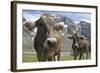 Italy, Stelvio, Cattle of the Bruna Alpina or 'Alpine Brown' Breed-Michele Molinari-Framed Photographic Print