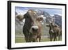 Italy, Stelvio, Cattle of the Bruna Alpina or 'Alpine Brown' Breed-Michele Molinari-Framed Photographic Print