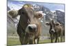 Italy, Stelvio, Cattle of the Bruna Alpina or 'Alpine Brown' Breed-Michele Molinari-Mounted Photographic Print