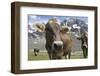 Italy, Stelvio, Cattle of the Bruna Alpina or 'Alpine Brown' Breed-Michele Molinari-Framed Photographic Print