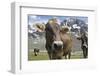 Italy, Stelvio, Cattle of the Bruna Alpina or 'Alpine Brown' Breed-Michele Molinari-Framed Photographic Print