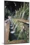 Italy, Tivoli, Avenue of the Hundred Fountains at Villa D'Este-null-Mounted Giclee Print