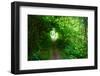 Italy, trail in the forest-Michele Molinari-Framed Photographic Print