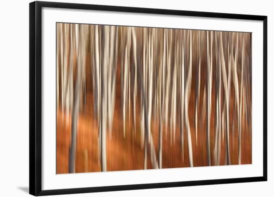 Italy ,Tuscan Emilian Appennines, the nature reserve in Italy. Biogenetic nature reserve-ClickAlps-Framed Photographic Print