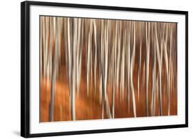 Italy ,Tuscan Emilian Appennines, the nature reserve in Italy. Biogenetic nature reserve-ClickAlps-Framed Photographic Print